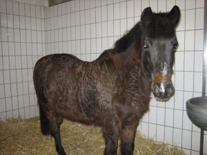 langes lockiges Haarkleid und vermehrtes Schwitzen bei einem Pferd mit Cushing-Syndrom